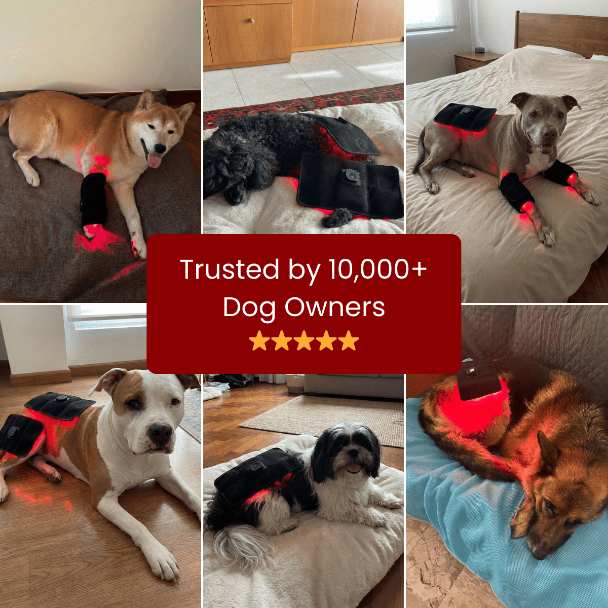 RevoPet™ | Red & Near - Infrared Light Therapy Pad - RevoPet